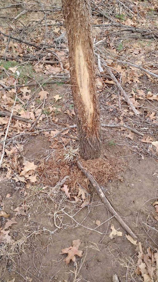 Enlarged photo by BR Outfitters