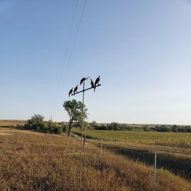 Fantastic dove hunting aid! Easy to transport and set up....