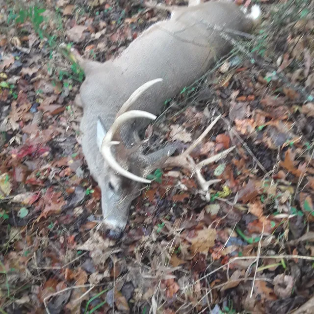 Used this last season to take my biggest buck to date  ac...