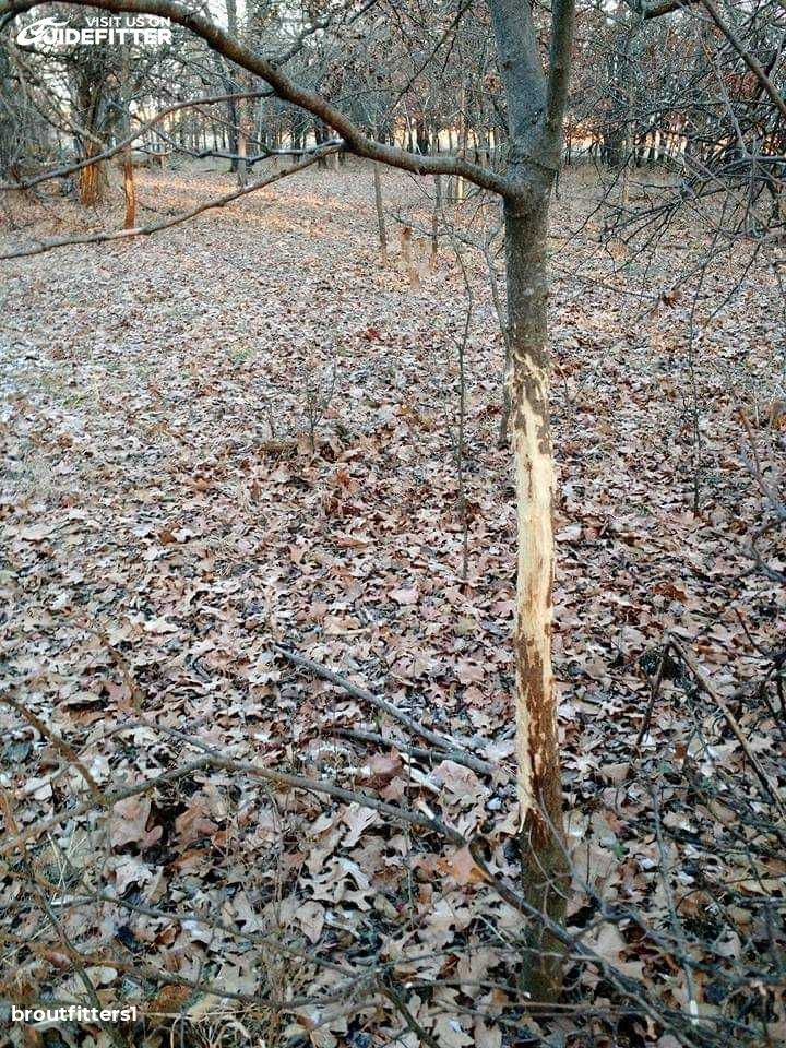 Enlarged photo by BR Outfitters