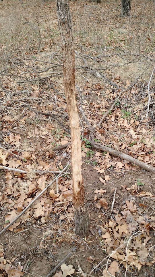 Enlarged photo by BR Outfitters