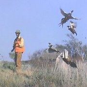 Good Ol Days Pheasant Hunting