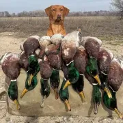 Winter farms hunting