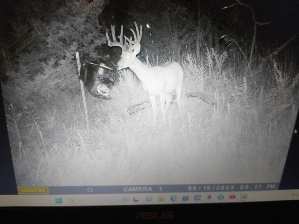 Enlarged photo by BR Outfitters