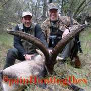 Spain Hunting Ibex