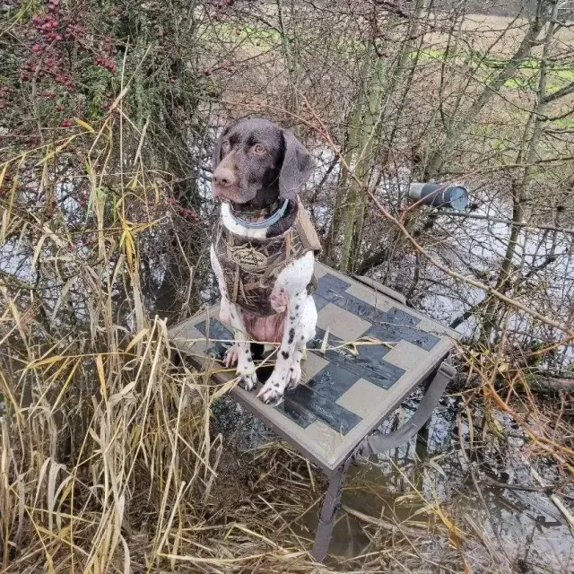 Good dog stand. I got this so my dog would be above the w...