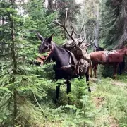 Chinook Pass Outfitters & Guides, Inc