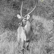 Shaun Hunting Safaris