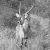 Shaun Hunting Safaris