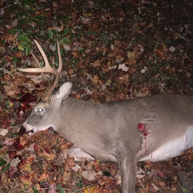 I've used these broadheads with both an older Barnett and...
