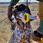 Stagecoach Pointers, LLC