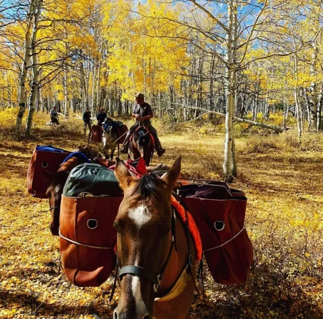 Backpacks & Gear cover Backpacks & Gear cover