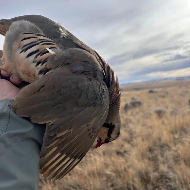 I've hunted chukar for  around 15 years or so . If you kn...