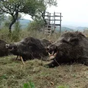 Romania Hunting Outfitters