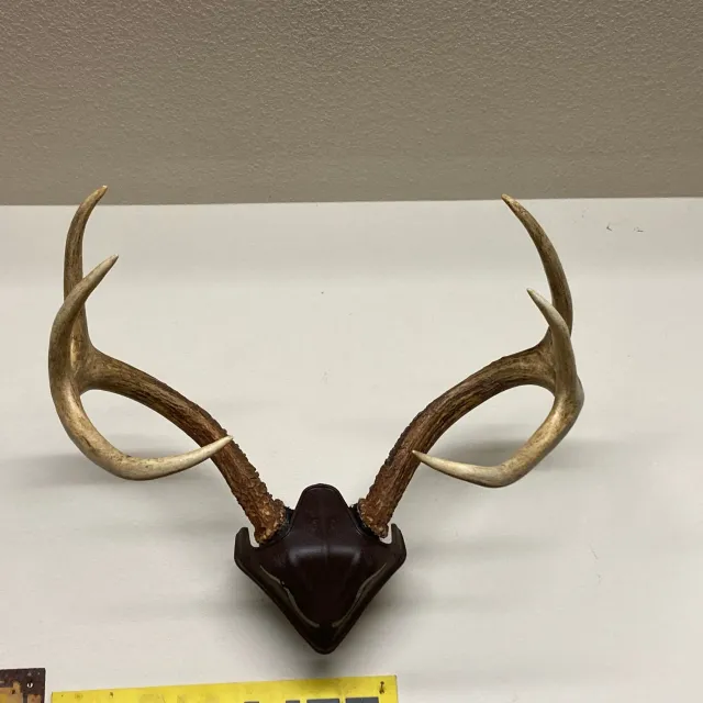 I wasn't interested in the typical antler mount plaque so...