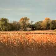Double P Ranch: South Dakota Pheasant Hunting Lodge