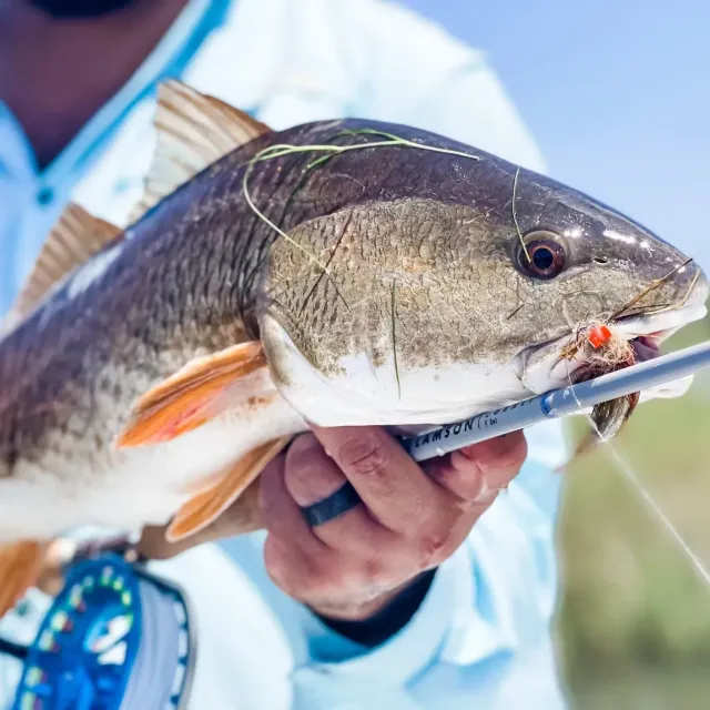 The Lamson cobalt 8wt performed well casting to redfish i...