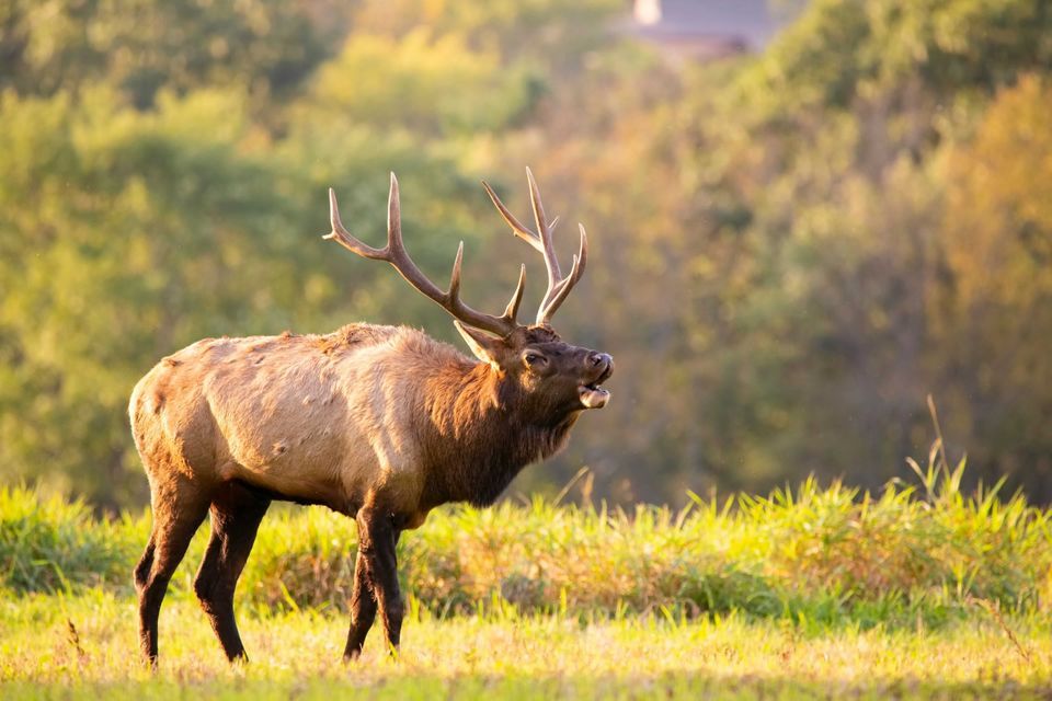 Enlarged photo by BASK Outfitters
