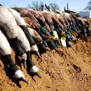 North Texas Outfitters