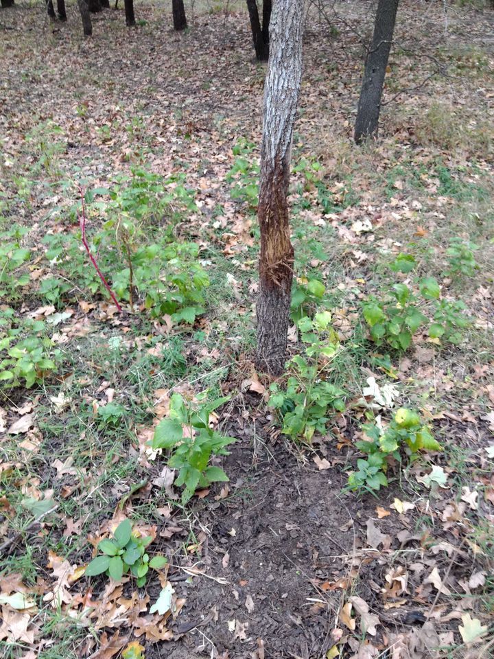 Enlarged photo by BR Outfitters