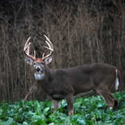 Phantom Ridge Outfitters