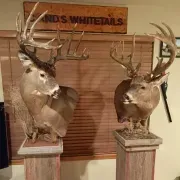 C and S Whitetails