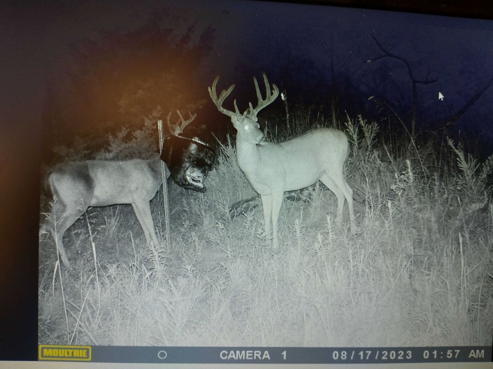 Enlarged photo by BR Outfitters