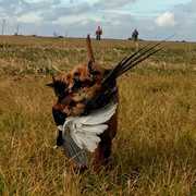 2C Pheasant Hunt