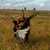 2C Pheasant Hunt