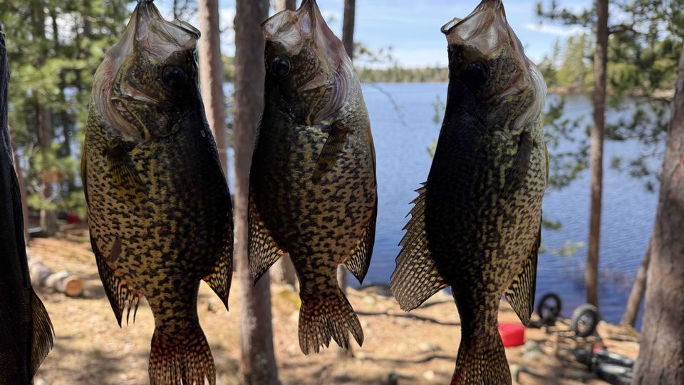 Enlarged photo by Basswood Trails Guide Service