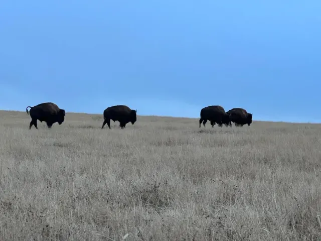 I was out scouting deer yesterday before buffalo hunters arrive and came across these 4 bull buffalo. I would classify as Trophy Bulls. Some bulls never get to SUPER TROPHY BULL class, no matter their age.  Don't be fooled by age or weight alone. If I represent a bison as a SUPER TROPHY BULL, he's going to be AWESOME.