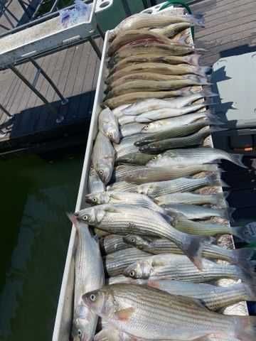 Enlarged photo by Troys Guide Service