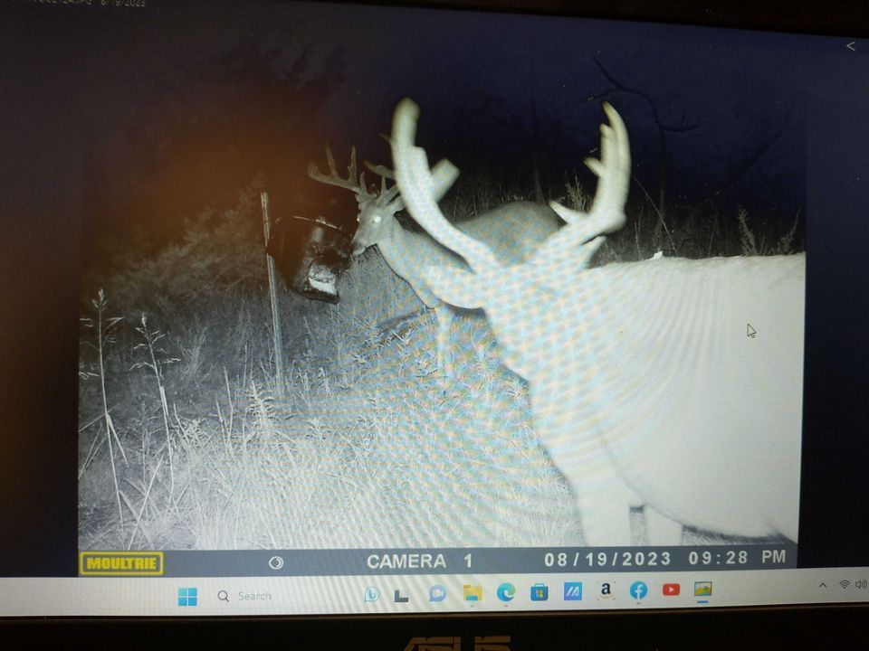 Enlarged photo by BR Outfitters