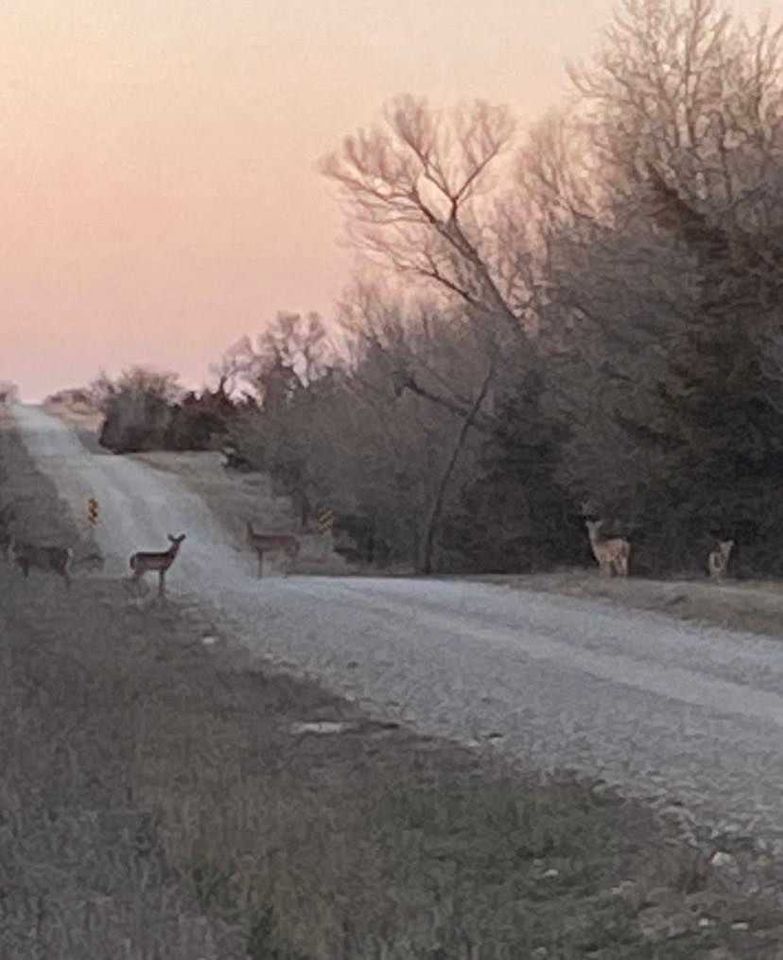 Hanging out in the front yard. Thanks to Kenna for the pic!