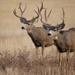Photo by BASK Outfitters