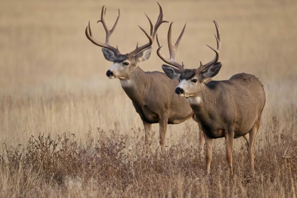 Enlarged photo by BASK Outfitters