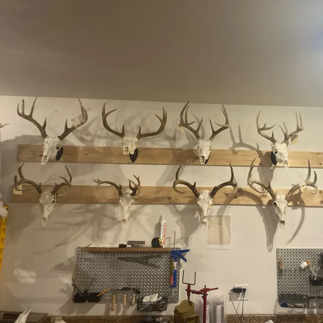 As a taxidermist who does quite a few European Mounts a y...